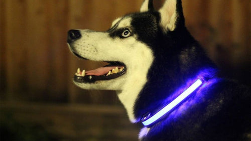Load image into Gallery viewer, Imported Light Up Dog Collar
